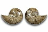 Jurassic Cut & Polished Nautilus (Cymatoceras) Fossil -Madagascar #246164-1